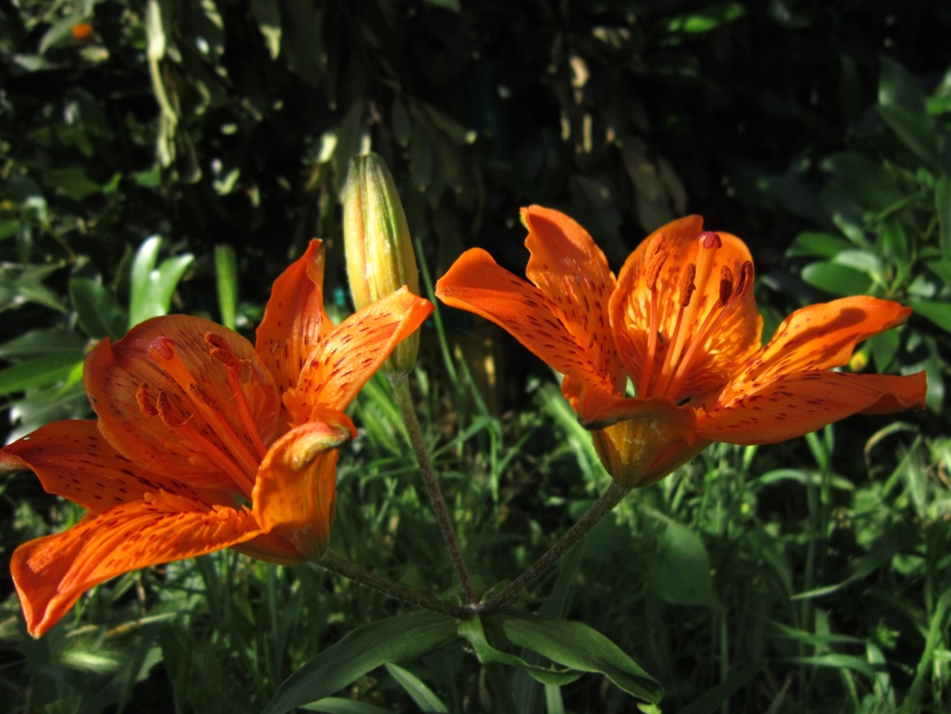 Lilium bulbiferum subs croceum...precoce....